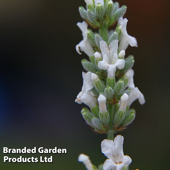 Lavender 'Exceptional'