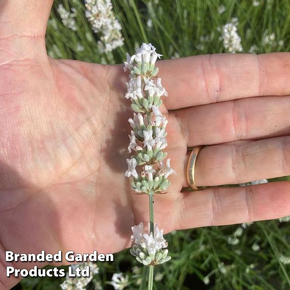 Lavender 'Exceptional'
