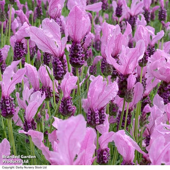 Lavender 'Fairy Wings Pink'