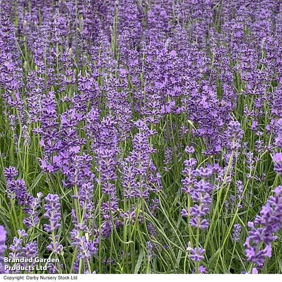 Lavender 'Folgate'