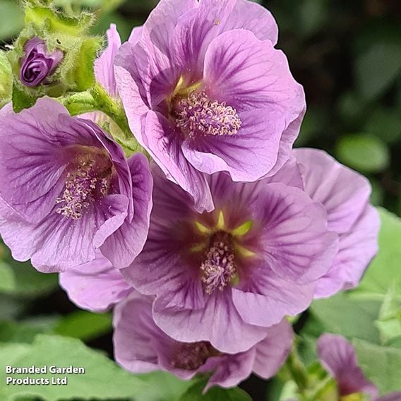 Lavatera 'Lilia Twirl'