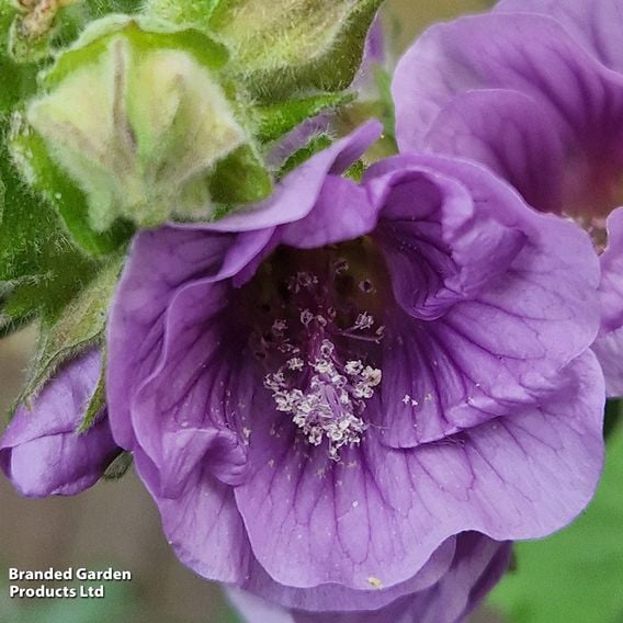 Lavatera 'Lilia Twirl'