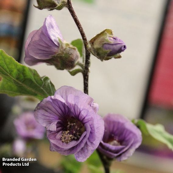 Lavatera 'Lilia Twirl'