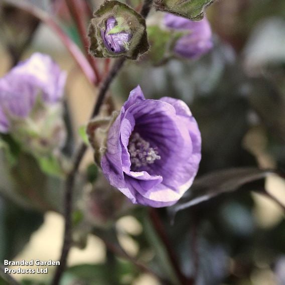 Lavatera 'Lilia Twirl'
