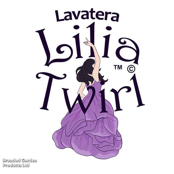 Lavatera 'Lilia Twirl'