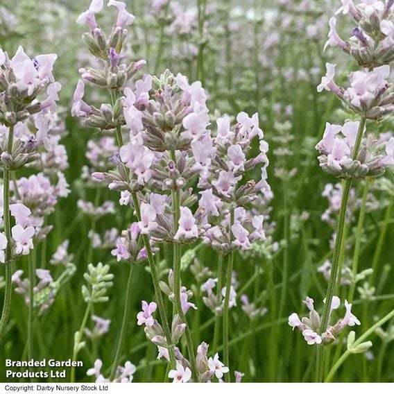 Lavender 'Loddon Pink'