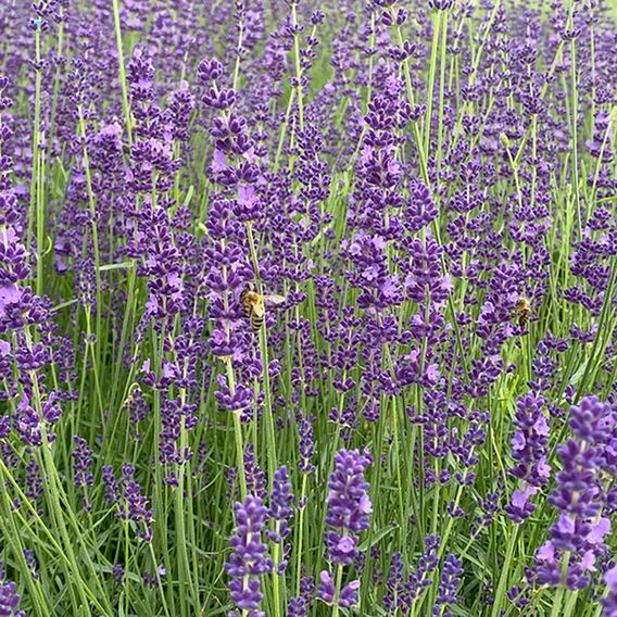 Lavender 'Miss Katherine'