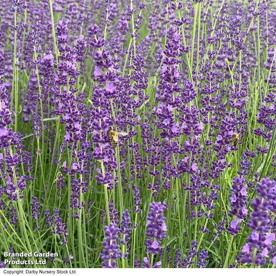 Lavender 'Miss Katherine'