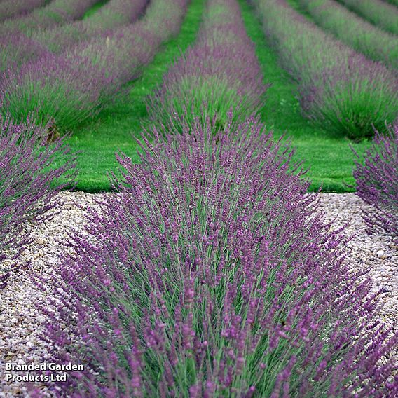 Lavandula × intermedia 'Phenomenal'