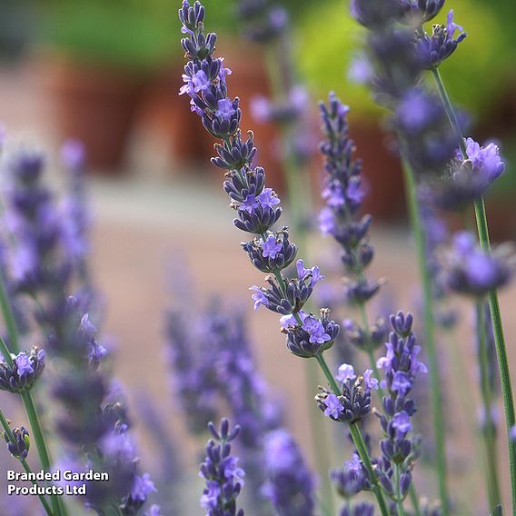 Lavandula × intermedia 'Phenomenal'