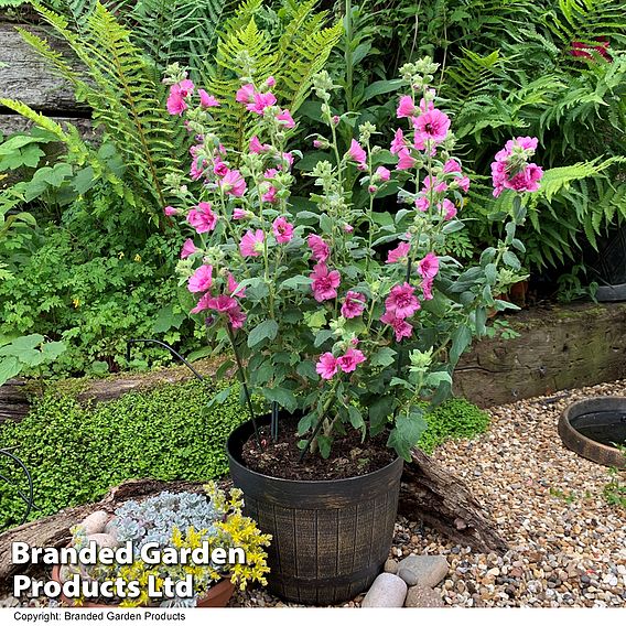 Lavatera 'Princess Pink'