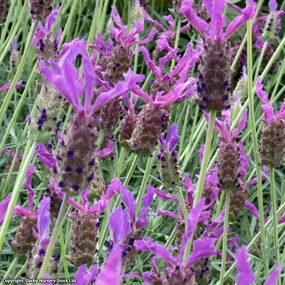 Lavender 'Purple Panache'