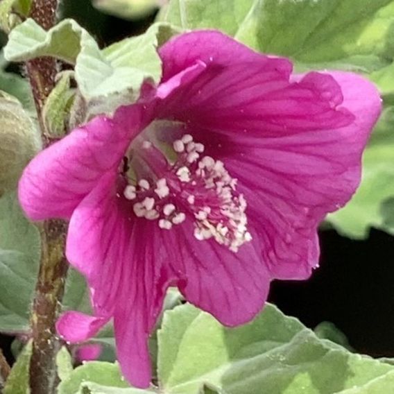 Lavatera x clementii 'Ruby Star'
