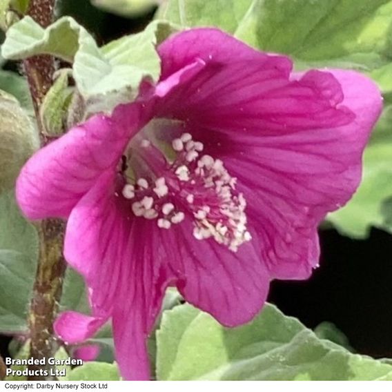 Lavatera x clementii 'Ruby Star'