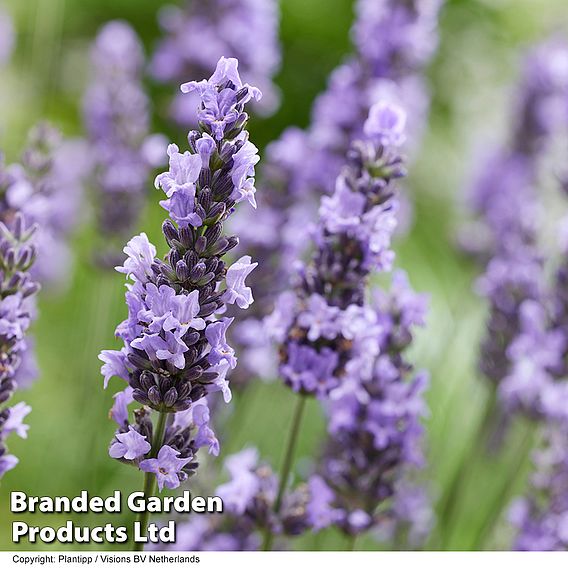 Lavender 'Sensational'