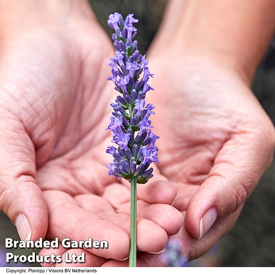 Lavender 'Sensational'