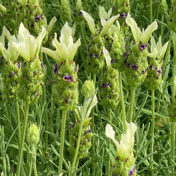 Lavender 'Tiara'