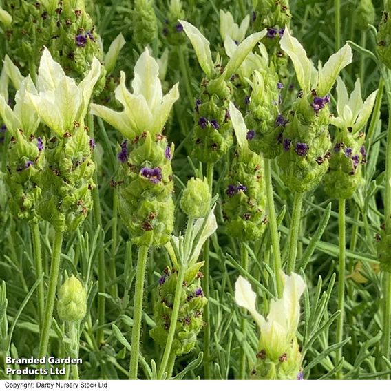 Lavender 'Tiara'