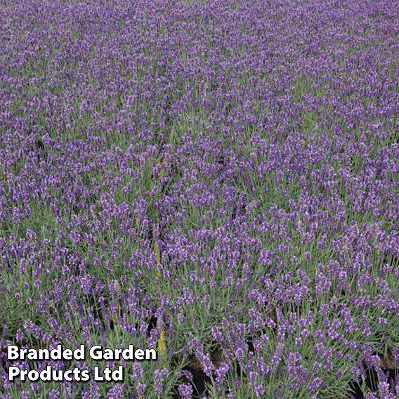 Lavender 'Hidcote'