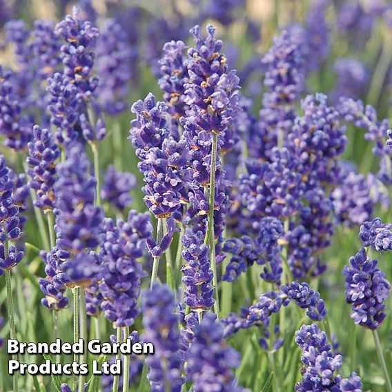 Lavender 'Hidcote'