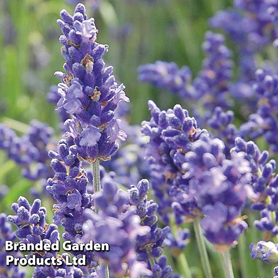 Lavender 'Hidcote'