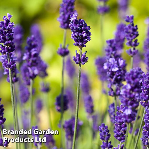 English Lavender