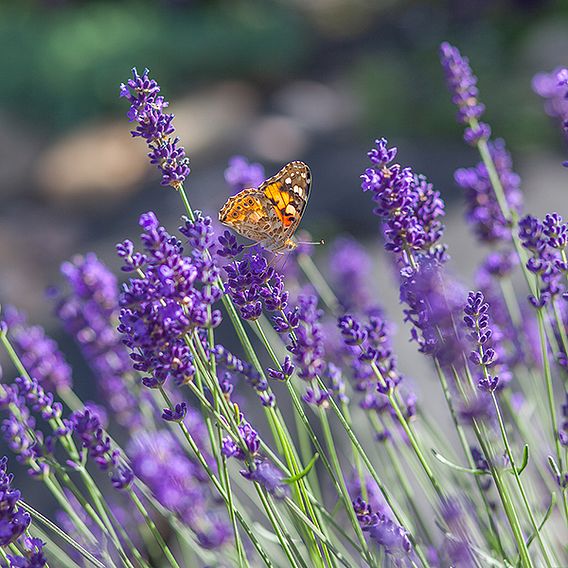 Lavandula × intermedia 'Dutch Group'