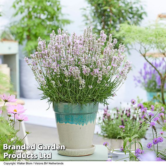 Lavender 'BeeZee® Soft Pink'