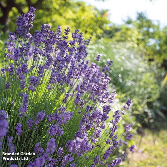 Lavender Duo