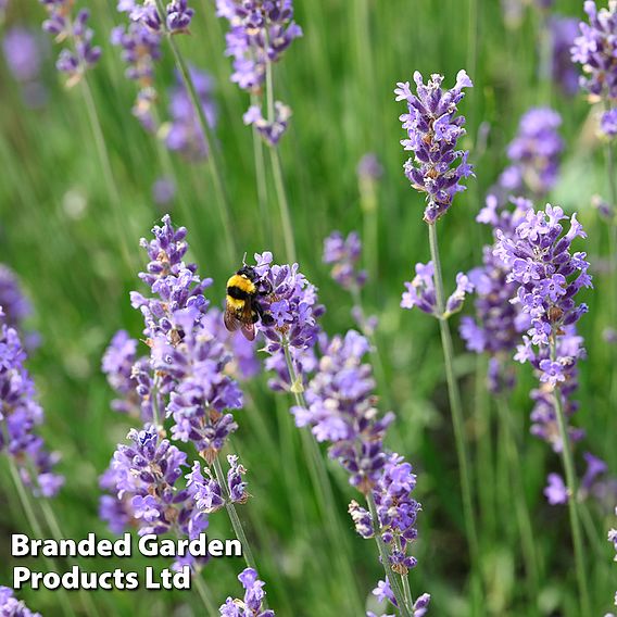 Lavender 'Hidcote'