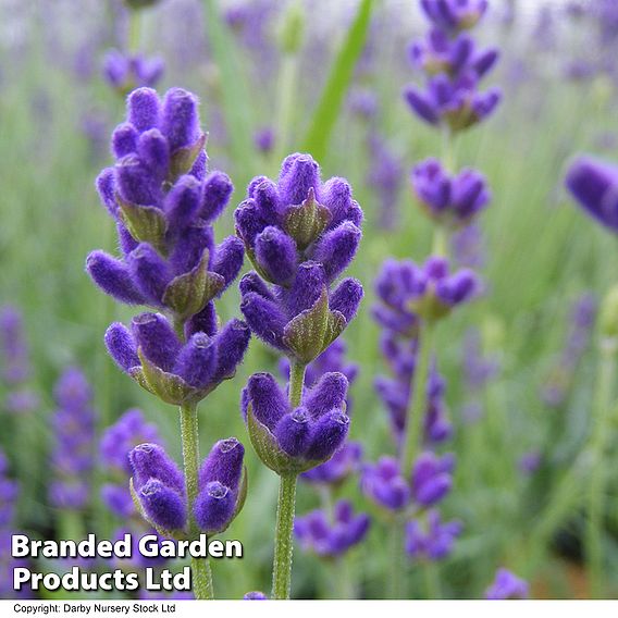 Lavender 'Hidcote'