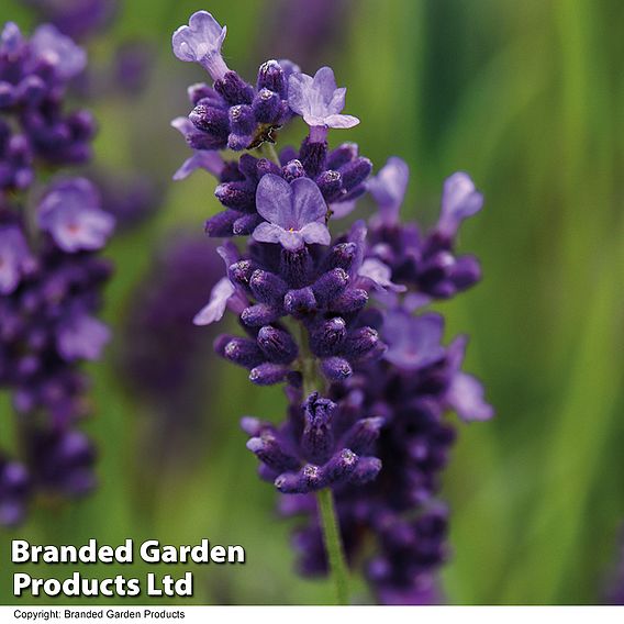 Lavender 'Hidcote'