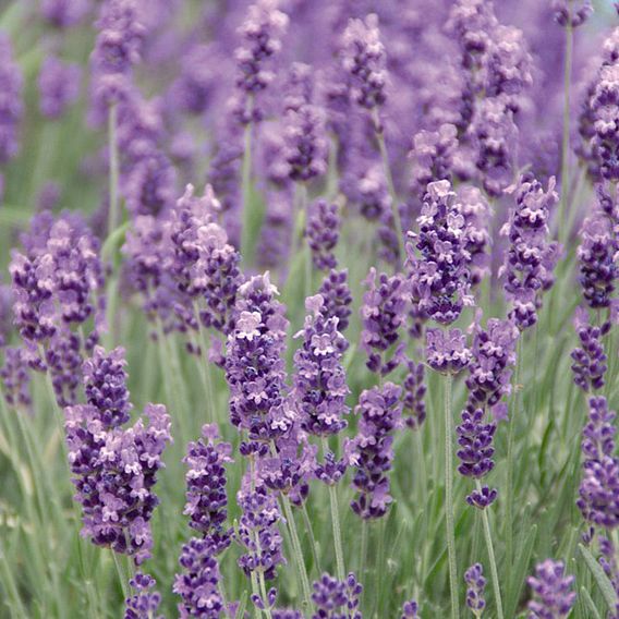 Lavender 'Munstead'