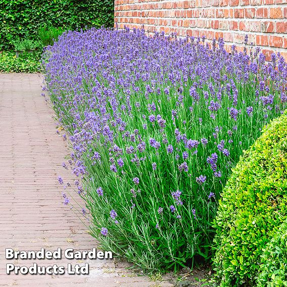 Lavender 'Munstead'