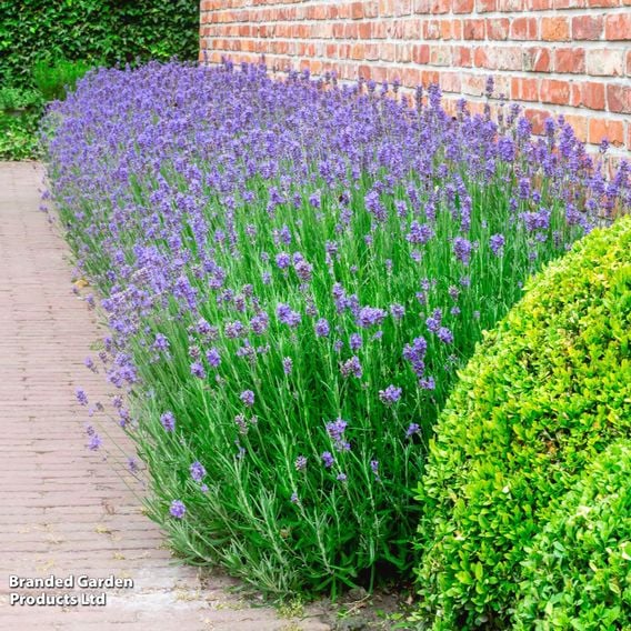 Lavender Duo