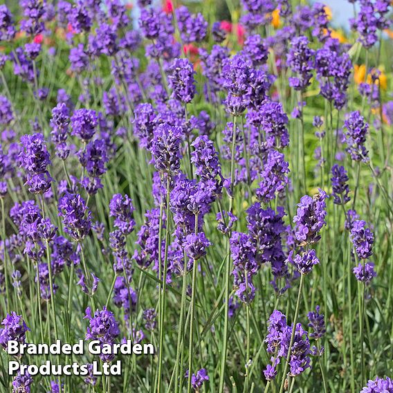 Lavender 'Munstead'