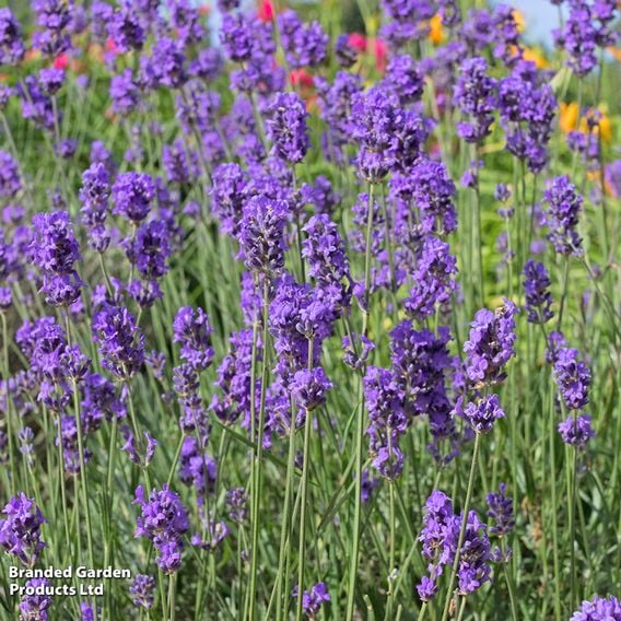 Lavender Duo