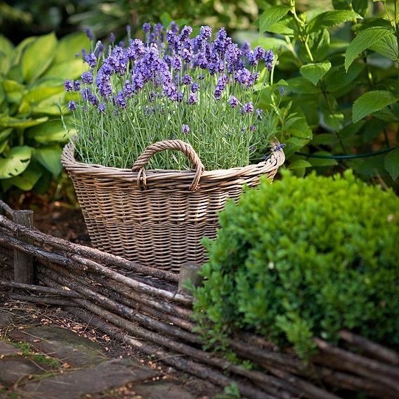 Lavender Plants - Munstead