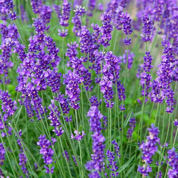 Lavender Plants - Munstead
