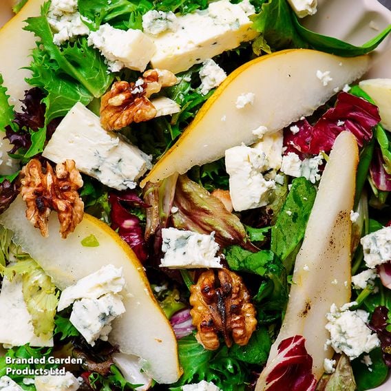 Leaf Salad 'Spicy Mix' - Gourmet Veg Seeds