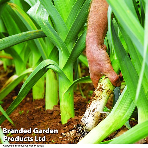 Leeks - Seed Tape