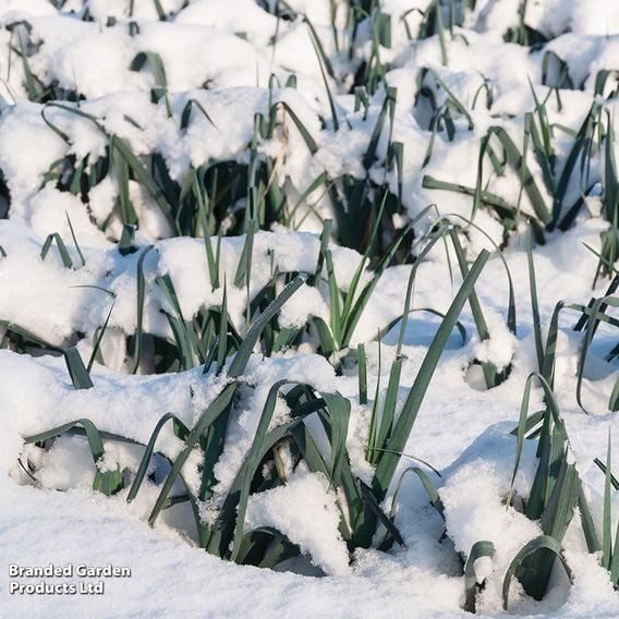 Leek F1 'Below Zero' - Seeds