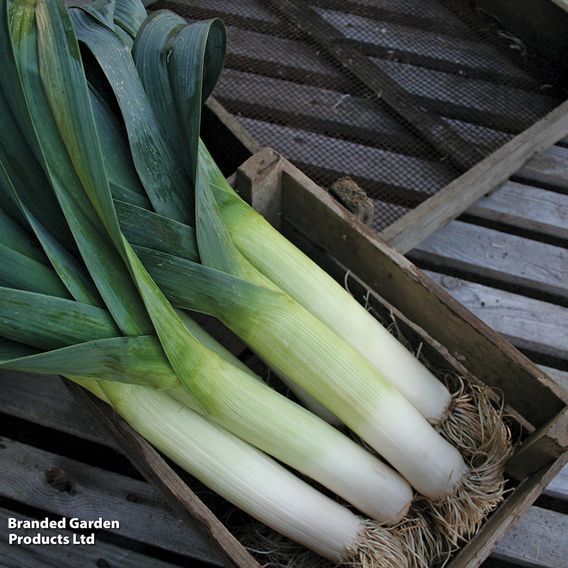 Leek F1 'Below Zero' - Seeds