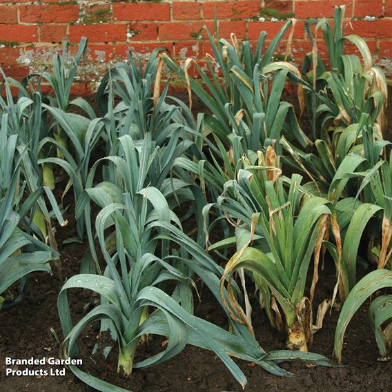 Leek F1 'Below Zero' - Seeds