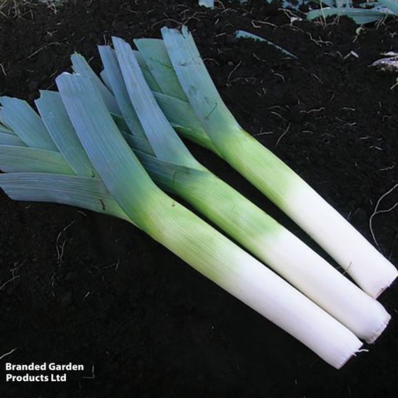 Leek F1 'Below Zero' - Seeds