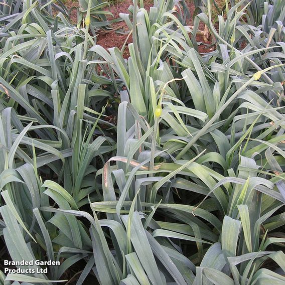 Leek F1 'Below Zero' - Seeds