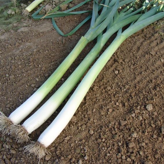 Leek 'Bulgarian Giant' - Seeds