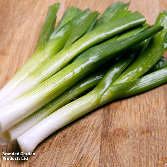 Leek 'Carentan 2' - Organic Seeds