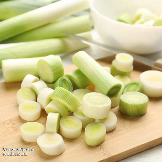 Leek 'Carentan 2' - Organic Seeds