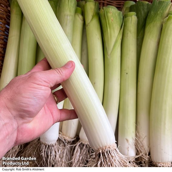 Leek 'Kicker' F1 - Seeds